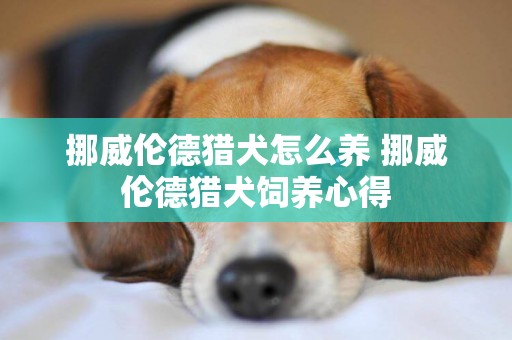 挪威倫德獵犬怎么養 挪威倫德獵犬飼養心得