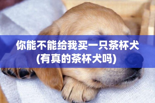 你能不能給我買一只茶杯犬(有真的茶杯犬嗎) 