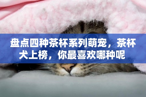 盤點四種茶杯系列萌寵，茶杯犬上榜，你最喜歡哪種呢 