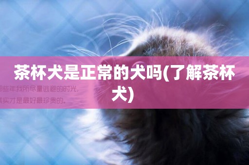 茶杯犬是正常的犬嗎(了解茶杯犬) 