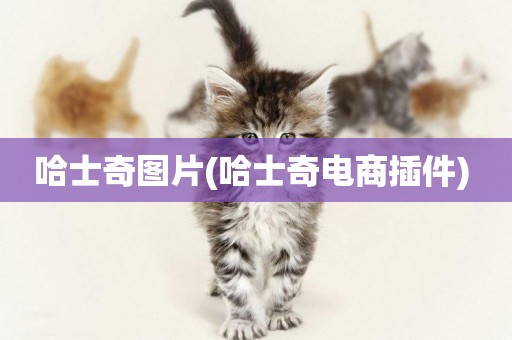 哈士奇圖片(哈士奇電商插件) 