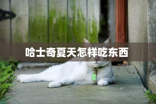 哈士奇夏天怎樣吃東西 