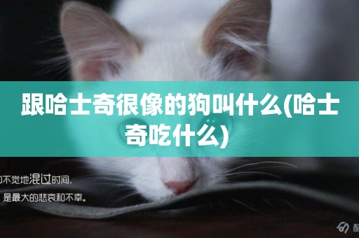 跟哈士奇很像的狗叫什么(哈士奇吃什么) 