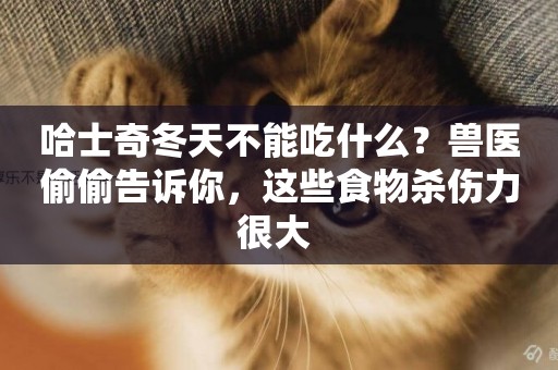 哈士奇冬天不能吃什么？獸醫偷偷告訴你，這些食物殺傷力很大 