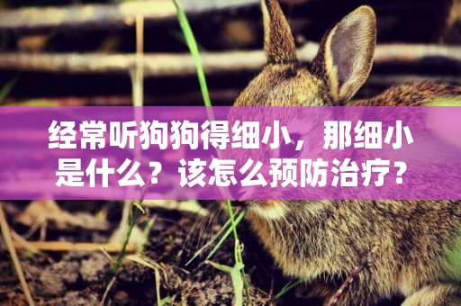 經常聽狗狗得細小，那細小是什么？該怎么預防治療？ 
