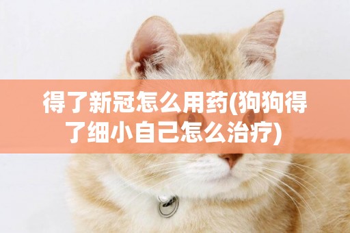得了新冠怎么用藥(狗狗得了細小自己怎么治療) 