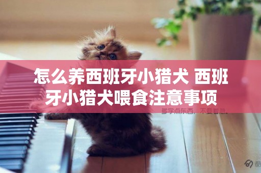怎么養西班牙小獵犬 西班牙小獵犬喂食注意事項