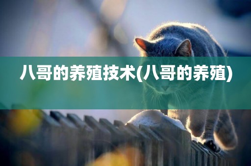 八哥的養殖技術(八哥的養殖) 