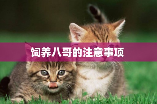 飼養八哥的注意事項 