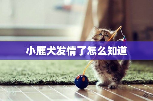 小鹿犬發情了怎么知道