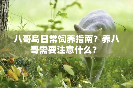 八哥鳥日常飼養指南？養八哥需要注意什么？ 