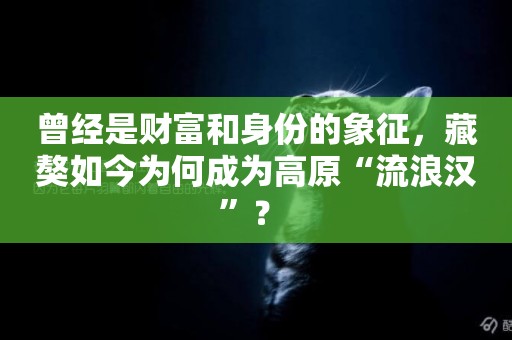 曾經是財富和身份的象征，藏獒如今為何成為高原“流浪漢”？ 