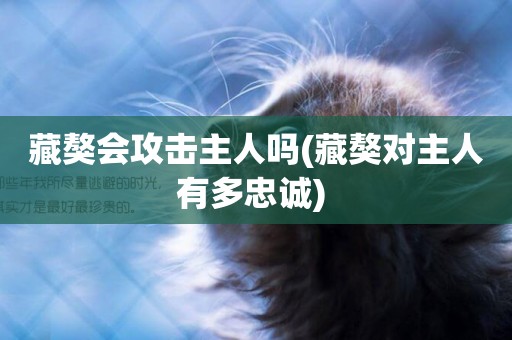 藏獒會攻擊主人嗎(藏獒對主人有多忠誠) 
