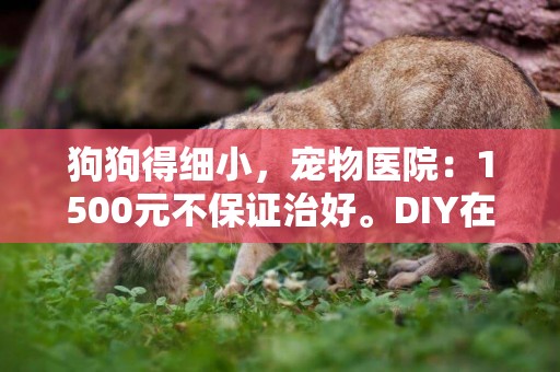 狗狗得細小，寵物醫院：1500元不保證治好。DIY在家治細小 
