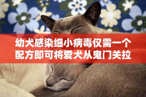 幼犬感染細小病毒僅需一個配方即可將愛犬從鬼門關拉回來 