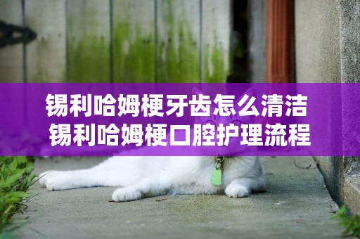 錫利哈姆梗牙齒怎么清潔 錫利哈姆梗口腔護理流程