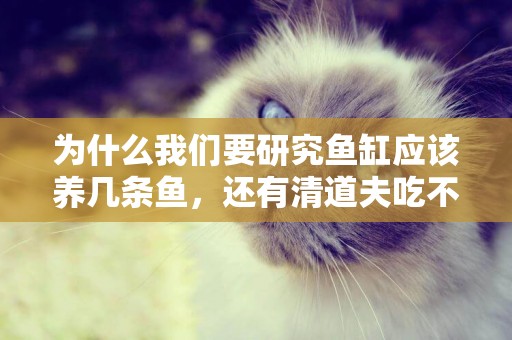 為什么我們要研究魚缸應該養幾條魚，還有清道夫吃不吃屎的問題？ 