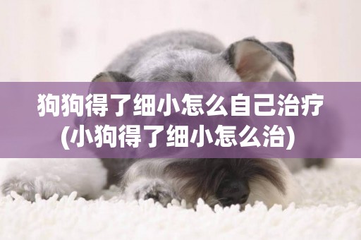 狗狗得了細小怎么自己治療(小狗得了細小怎么治) 