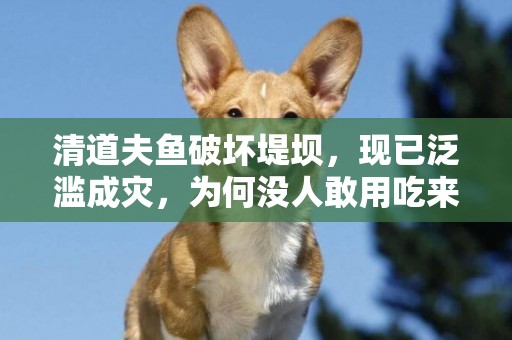 清道夫魚破壞堤壩，現已泛濫成災，為何沒人敢用吃來解決它們呢？ 