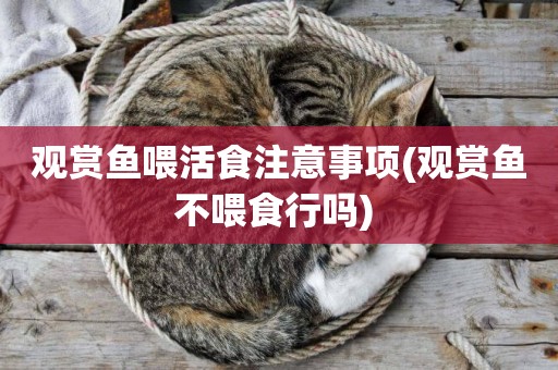 觀賞魚喂活食注意事項(觀賞魚不喂食行嗎) 