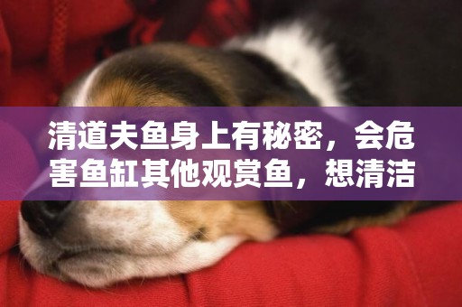 清道夫魚身上有秘密，會危害魚缸其他觀賞魚，想清潔魚缸養這兩種 