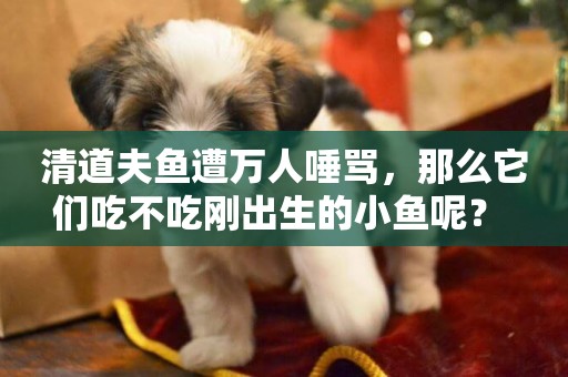 清道夫魚遭萬人唾罵，那么它們吃不吃剛出生的小魚呢？ 