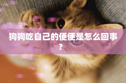 狗狗吃自己的便便是怎么回事？ 