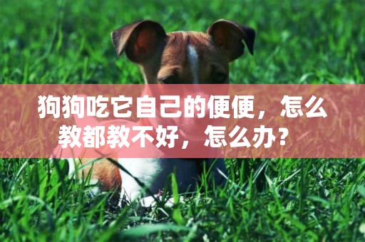 狗狗吃它自己的便便，怎么教都教不好，怎么辦？ 