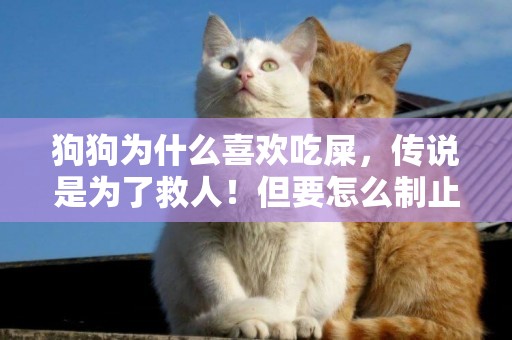 狗狗為什么喜歡吃屎，傳說是為了救人！但要怎么制止狗吃屎呢？ 