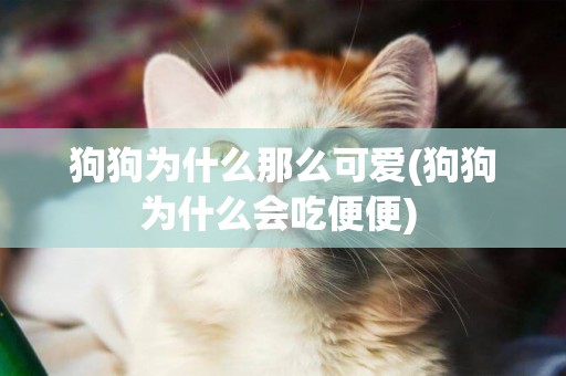 狗狗為什么那么可愛(狗狗為什么會吃便便) 