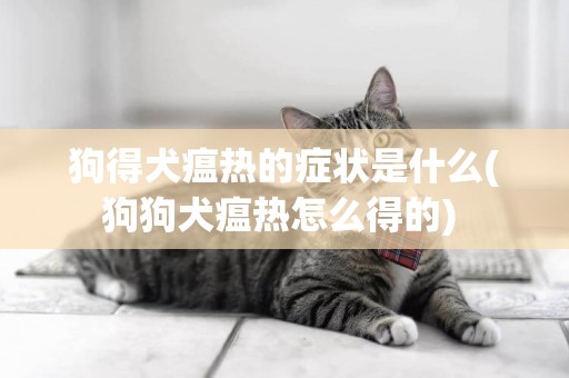 狗得犬瘟熱的癥狀是什么(狗狗犬瘟熱怎么得的) 