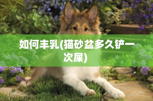 如何豐乳(貓砂盆多久鏟一次屎) 