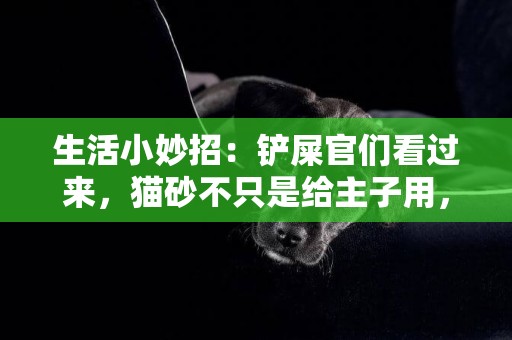 生活小妙招：鏟屎官們看過來，貓砂不只是給主子用，還有這些妙用 