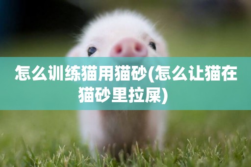 怎么訓練貓用貓砂(怎么讓貓在貓砂里拉屎) 