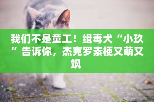 我們不是童工！緝毒犬“小玖”告訴你，杰克羅素梗又萌又颯 