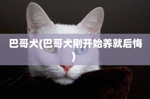 巴哥犬(巴哥犬剛開始養就后悔) 