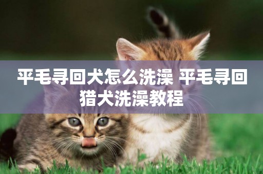 平毛尋回犬怎么洗澡 平毛尋回獵犬洗澡教程