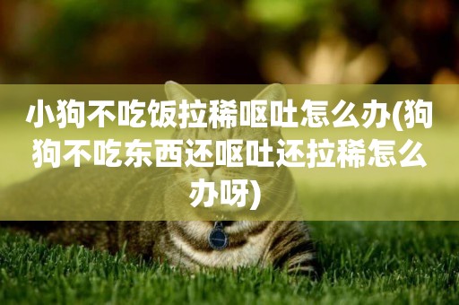 小狗不吃飯拉稀嘔吐怎么辦(狗狗不吃東西還嘔吐還拉稀怎么辦呀) 