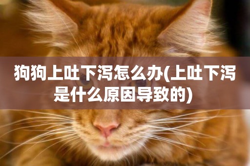 狗狗上吐下瀉怎么辦(上吐下瀉是什么原因導致的) 