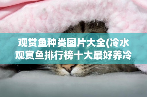 觀賞魚種類圖片大全(冷水觀賞魚排行榜十大最好養冷水魚) 