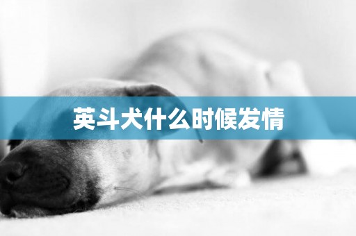 英斗犬什么時候發情