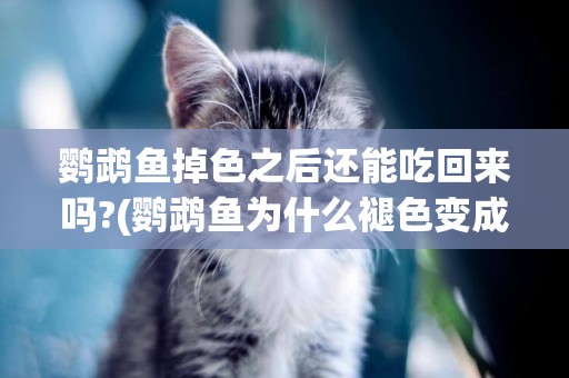 鸚鵡魚掉色之后還能吃回來嗎?(鸚鵡魚為什么褪色變成白色) 