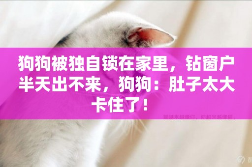 狗狗被獨自鎖在家里，鉆窗戶半天出不來，狗狗：肚子太大卡住了！ 
