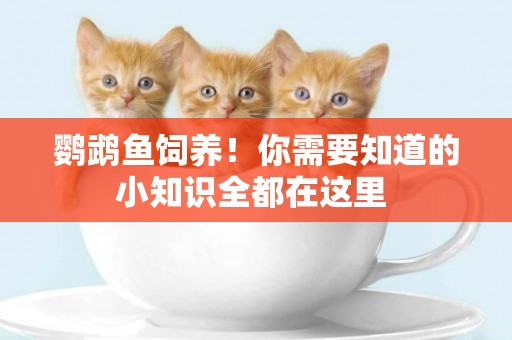 鸚鵡魚飼養！你需要知道的小知識全都在這里 