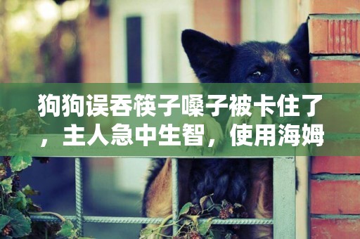 狗狗誤吞筷子嗓子被卡住了，主人急中生智，使用海姆立克急救法 