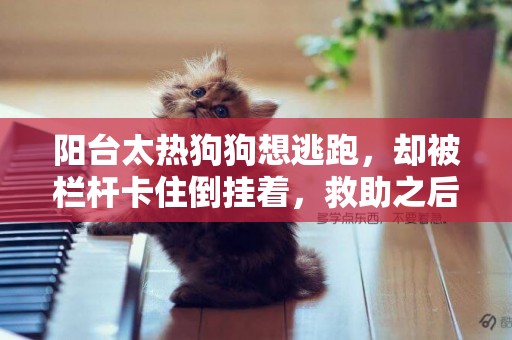 陽臺太熱狗狗想逃跑，卻被欄桿卡住倒掛著，救助之后還是晚了 