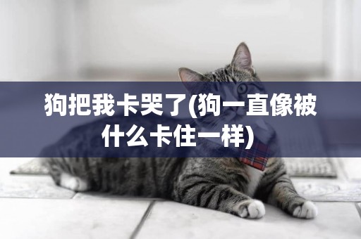 狗把我卡哭了(狗一直像被什么卡住一樣) 