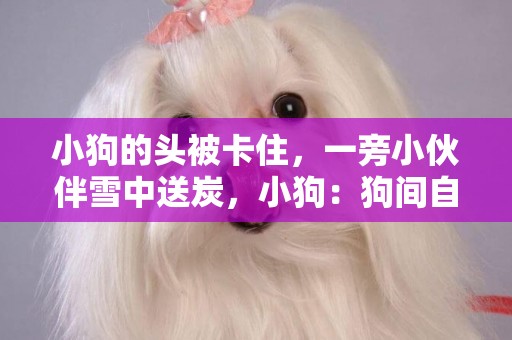 小狗的頭被卡住，一旁小伙伴雪中送炭，小狗：狗間自有真情在 