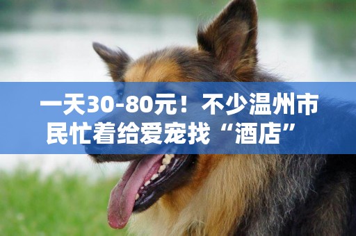 一天30-80元！不少溫州市民忙著給愛寵找“酒店” 