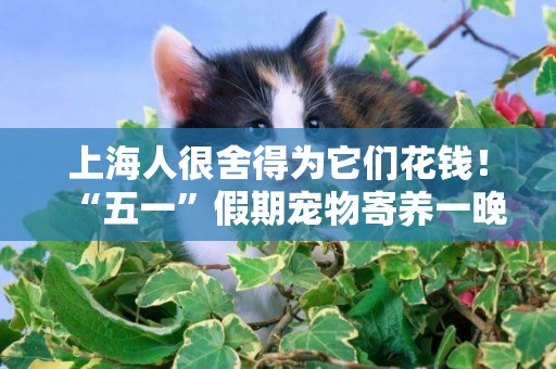 上海人很舍得為它們花錢！“五一”假期寵物寄養一晚要價三四百…網友：比人住酒店都貴... 